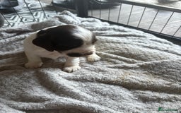 Cocker Spaniel dogs for sale: KC FTCH working cocker spaniel puppy’s  - Image 16