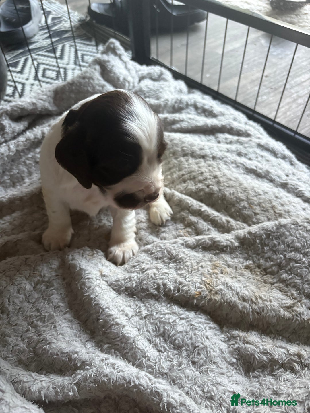 Cocker Spaniel dogs for sale: KC FTCH working cocker spaniel puppy’s  - Image 16