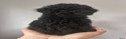 Cavapoo dogs for sale: Beautifully bred tiny toy Cavapoos  - Advert 10