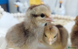 Chickens poultry for sale: Day old chicks / hatching eggs Brahma sussex Pekin - Image 14