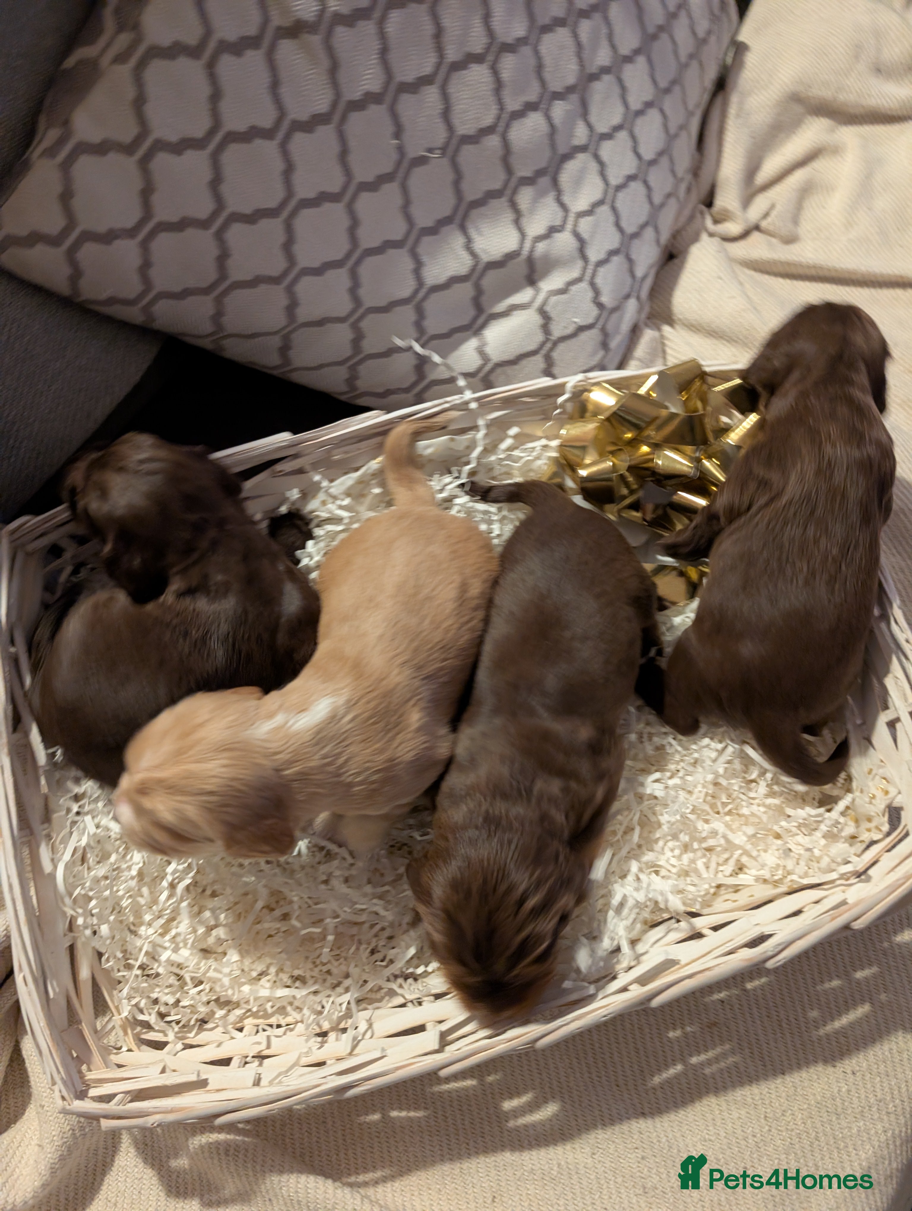 Cocker Spaniel dogs stunning cocker spaniel pups 4 male available - Advert 14