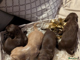 Cocker Spaniel dogs stunning cocker spaniel pups 4 male available - Advert 2