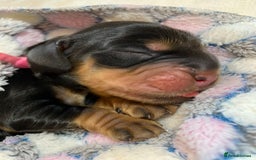 Cocker Spaniel dogs for sale: KC Show Carefully bred for Health and Temperament  - Image 26