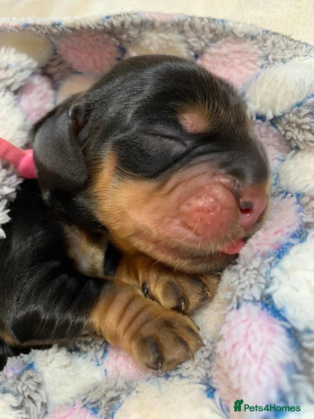 Cocker Spaniel dogs for sale: KC Show Carefully bred for Health and Temperament  - Image 26