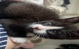 Mixed Breed cats for sale: Two beautiful female kittens  in Wolverhampton - Image 6
