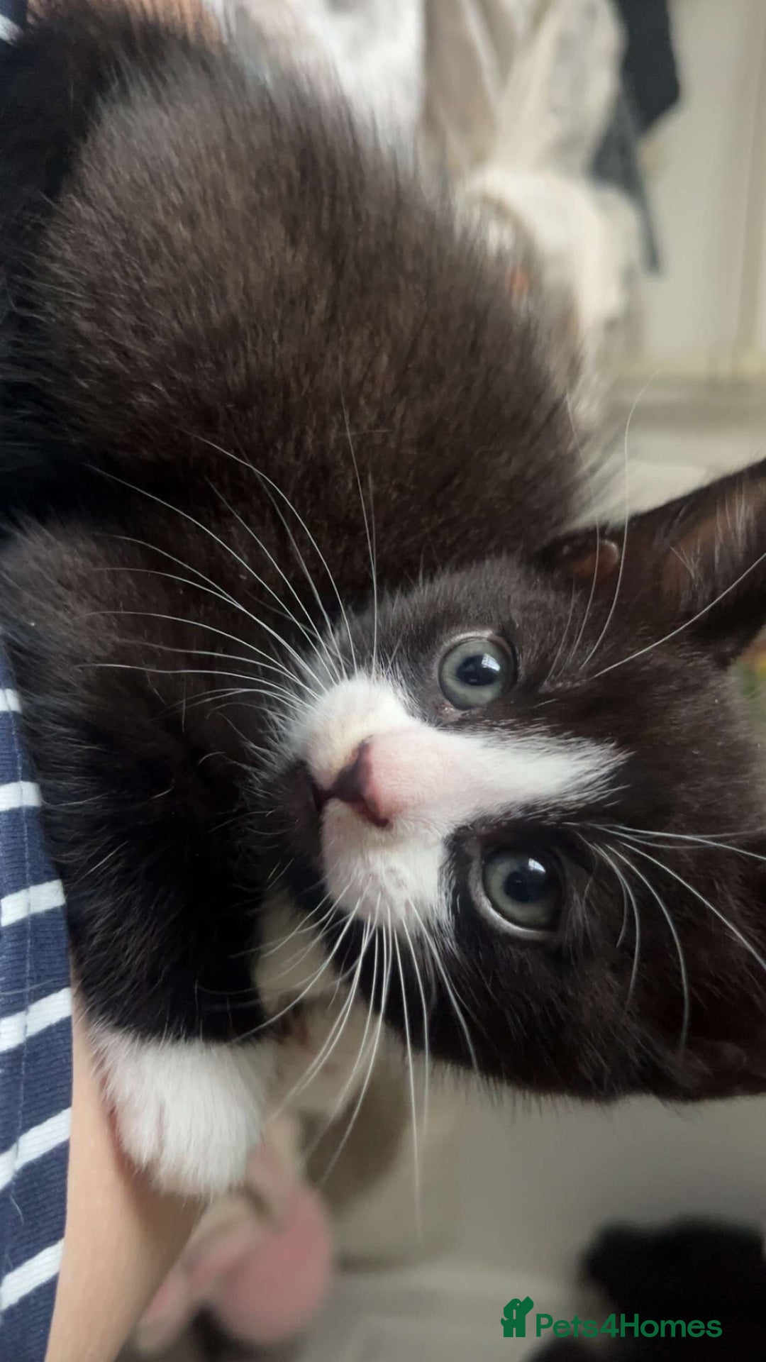 Mixed Breed cats for sale: Two beautiful female kittens  in Wolverhampton - Image 6