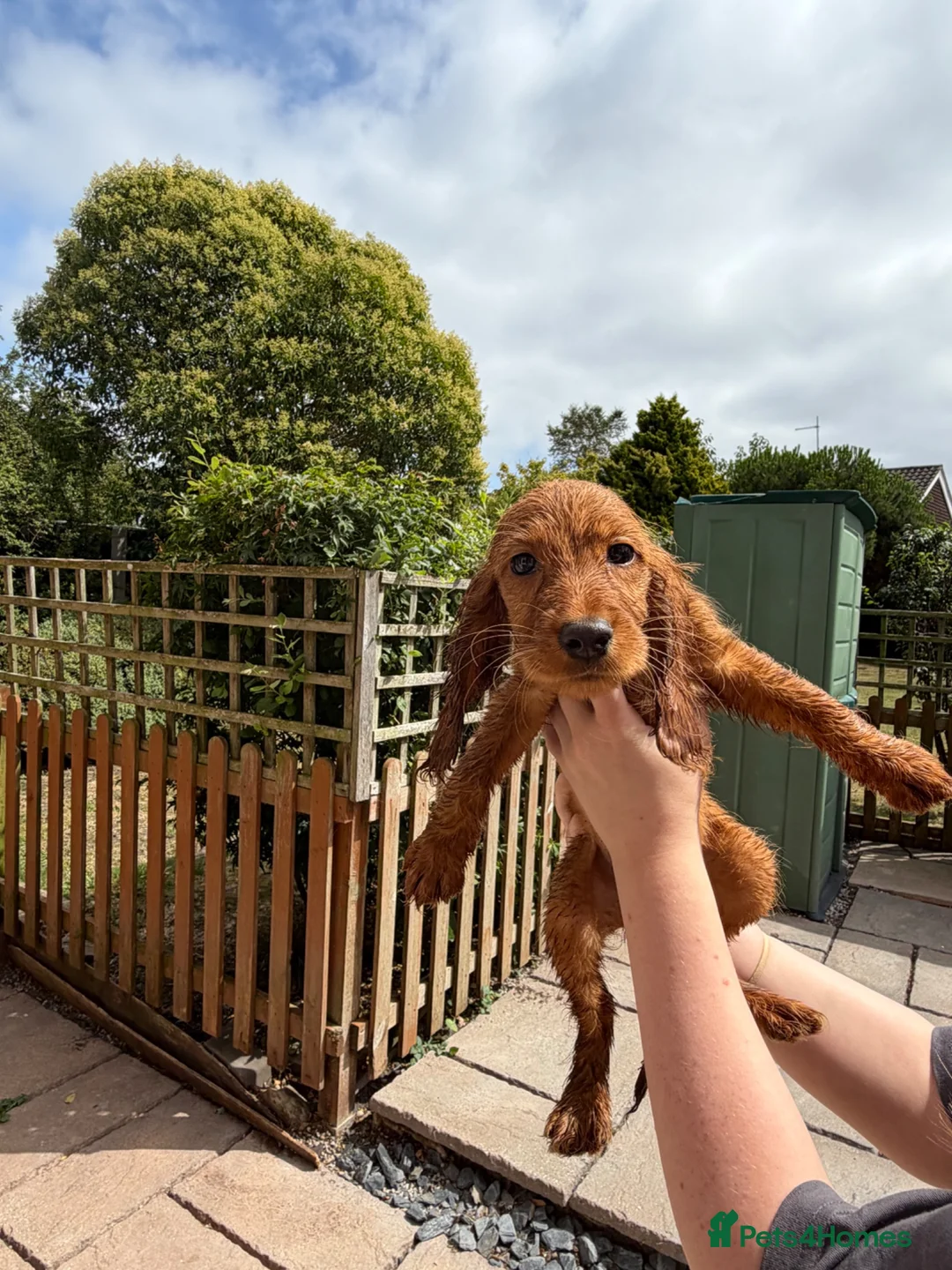 Cocker Spaniel dogs for sale: Gorgeous Golden Cockers - Advert 13
