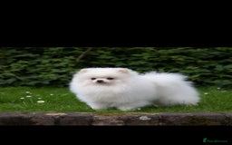 Pomeranian dogs for stud: Small stud - Image 4
