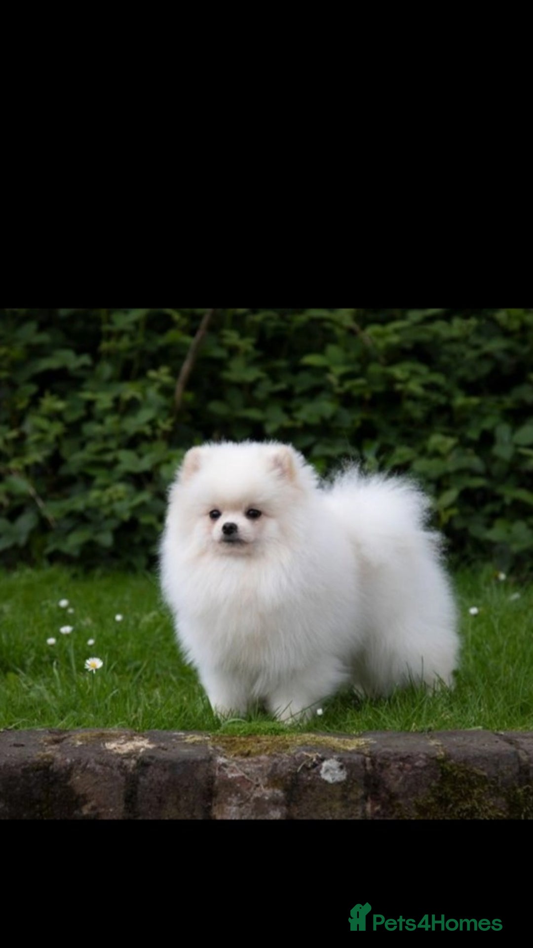 Pomeranian dogs for stud: Small stud - Image 4