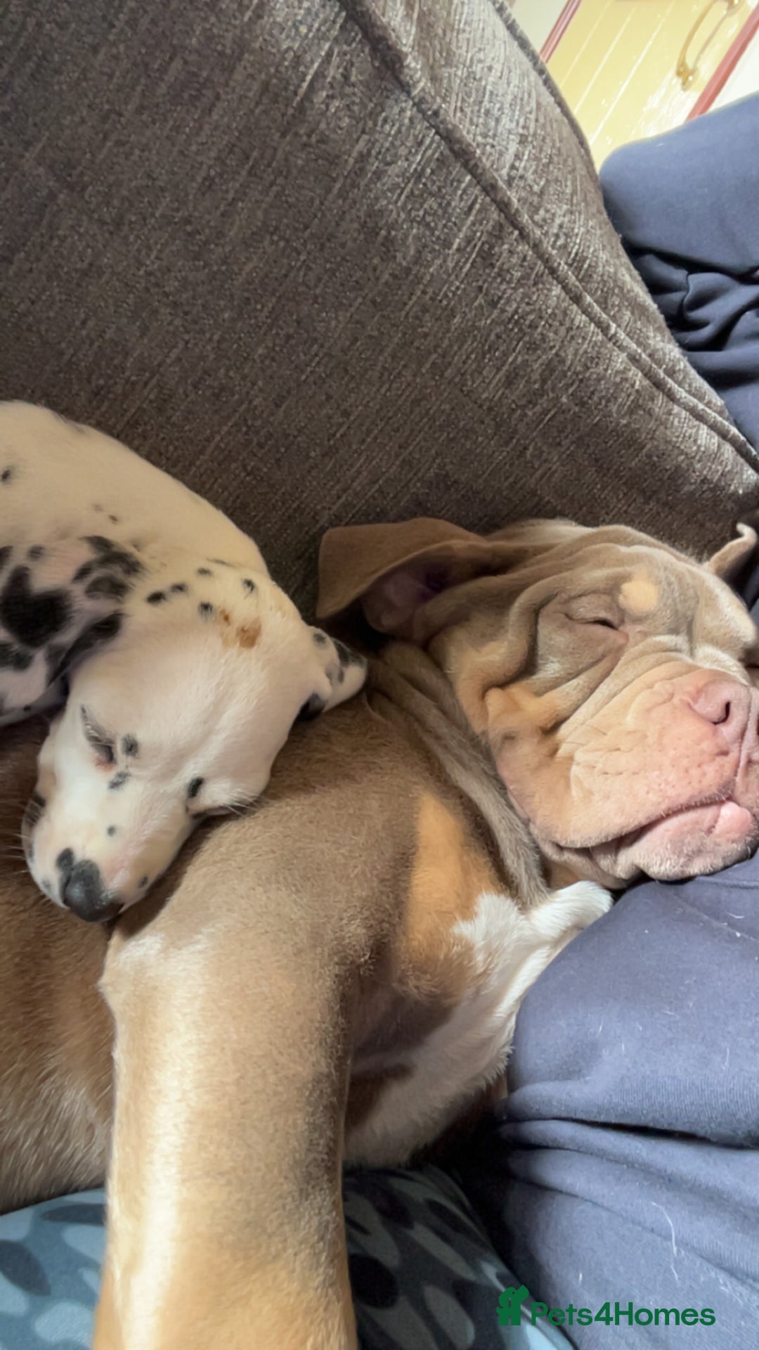 Mixed Breed dogs for sale: 3 dogs for sale! - Image 14