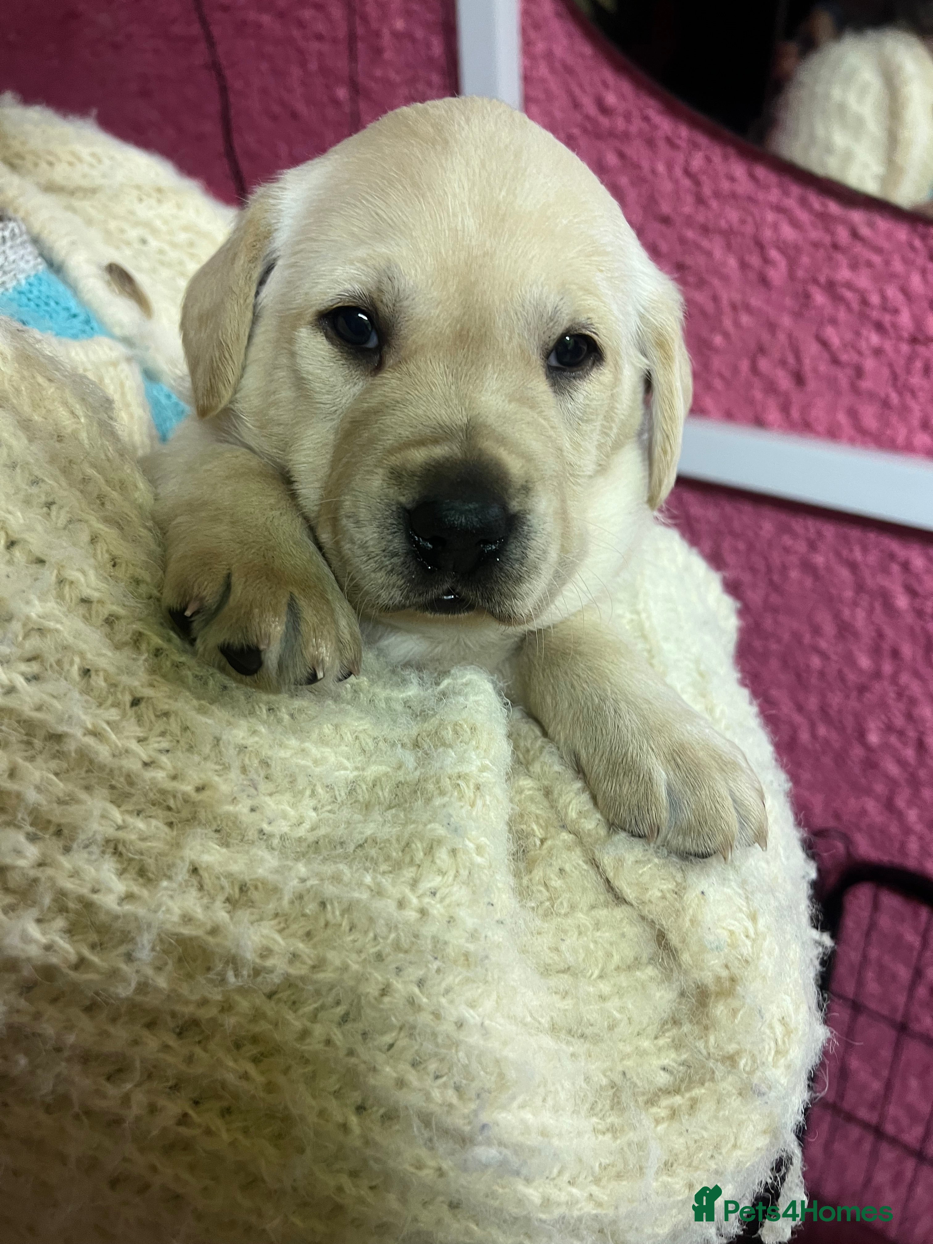 Labrador Retriever dogs KC Registered Royal Bloodline Puppies - Advert 4