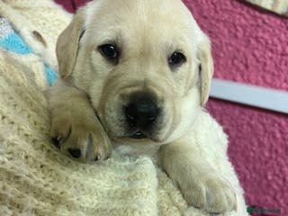 Labrador Retriever dogs KC Registered Royal Bloodline Puppies - Advert 4
