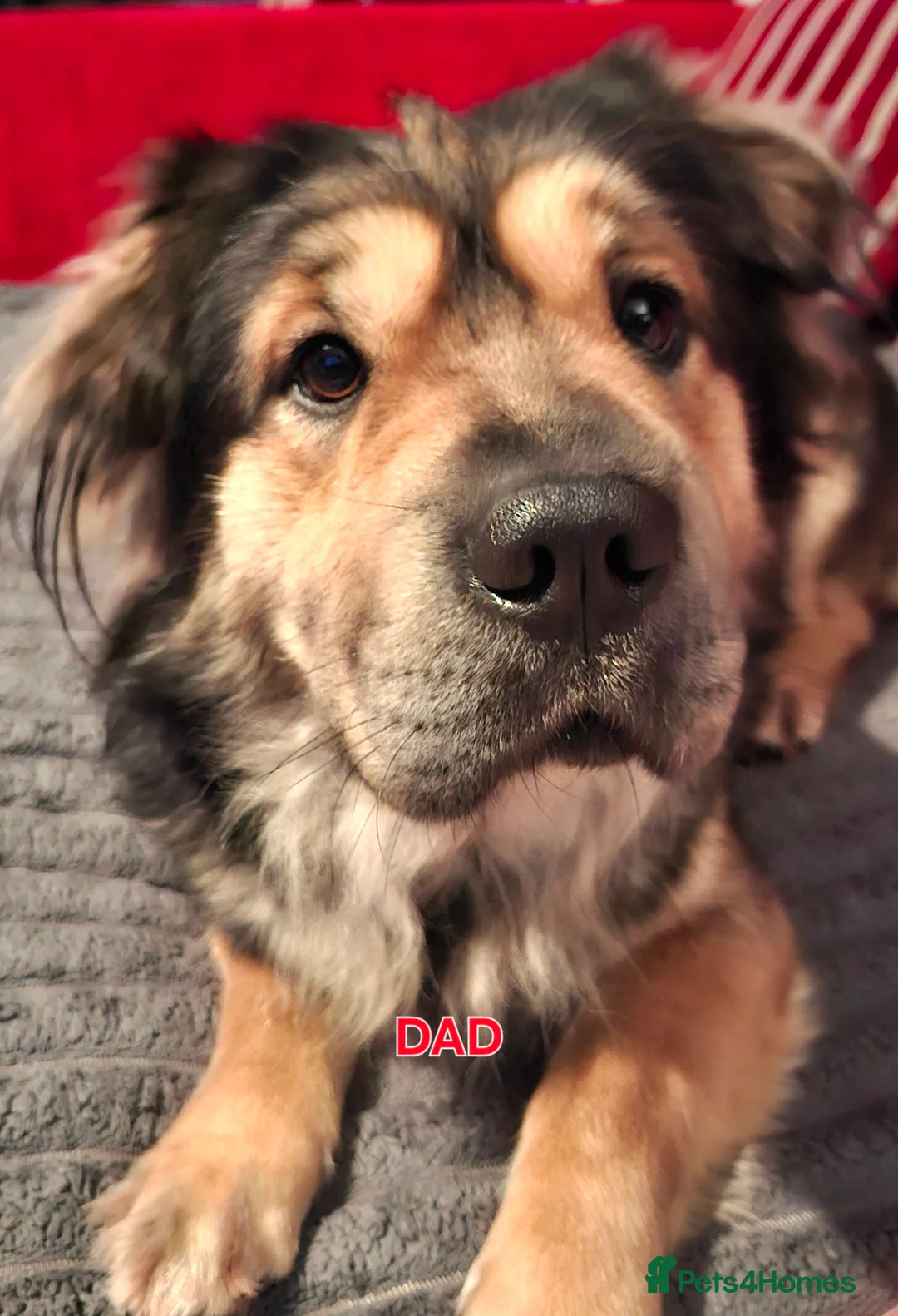 Mixed Breed dogs for sale: Rus-A-Pei ( Rare ) - Advert 39