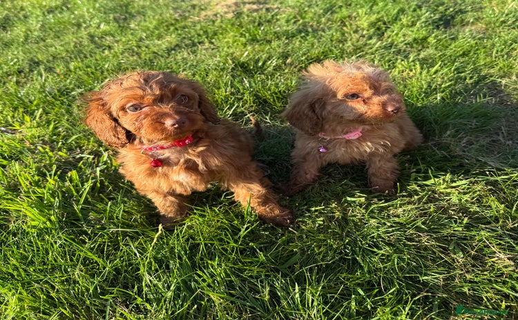 Cockapoo dogs - Advert 13