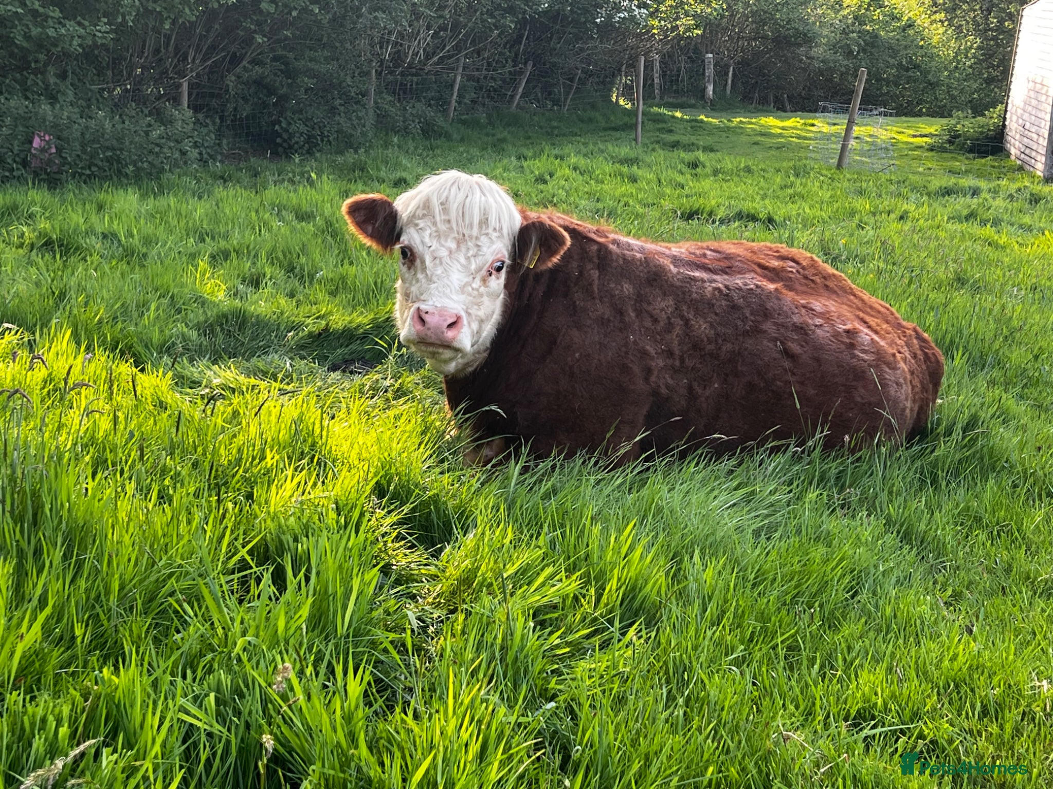 Cows & Bulls livestock Best of buddies…Derek & Buddy  - Advert 2