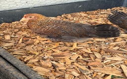 Chickens poultry for sale: Bantam gold welbar  - Image 3