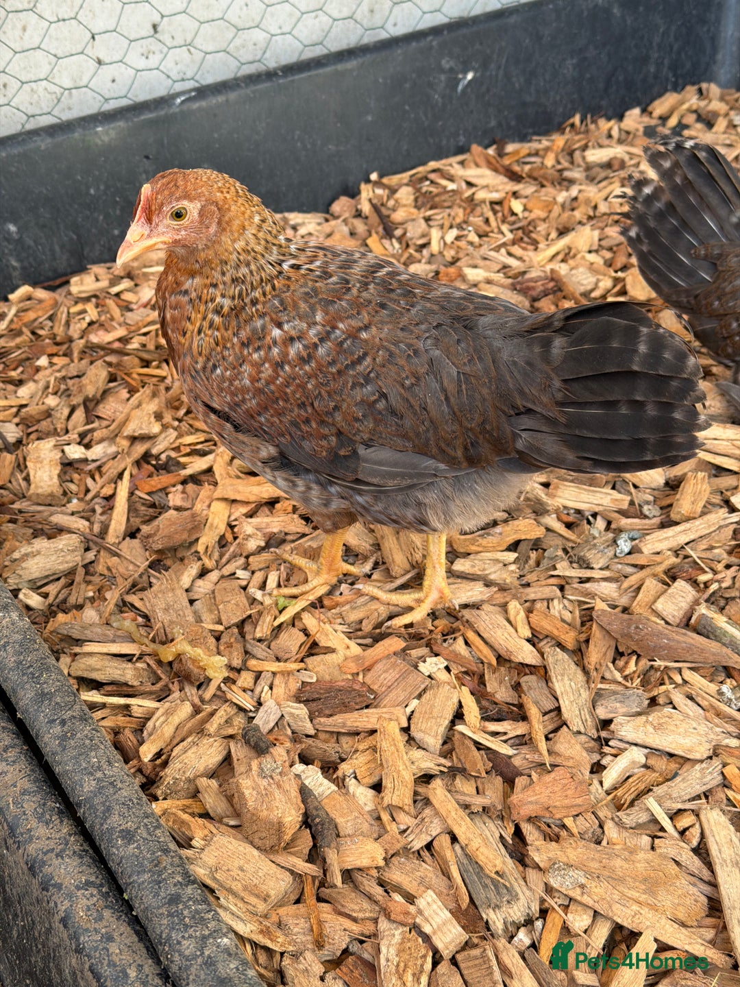 Chickens poultry for sale: Bantam gold welbar  - Image 3