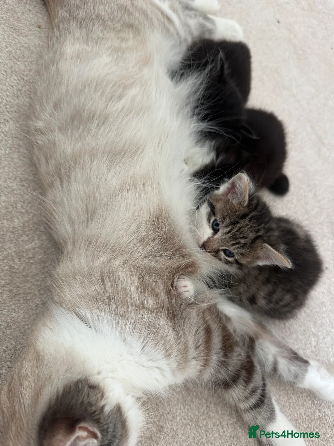 Mixed Breed cats for sale: Beautiful kittens looking for their forever homes in Plymouth - Advert 2