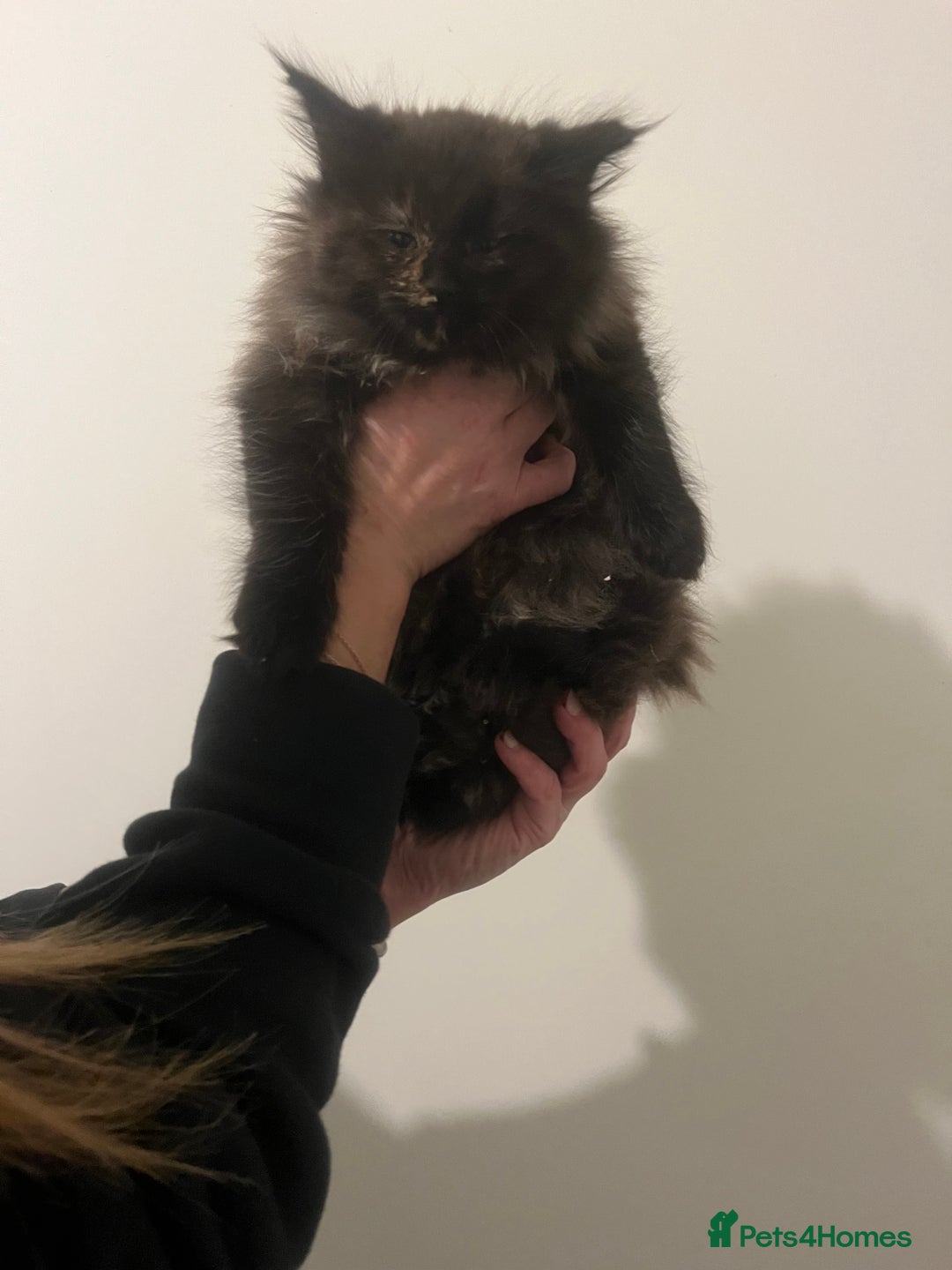 Maine Coon cats for sale: 2 girl main coon kittensFor sale  - Advert 2
