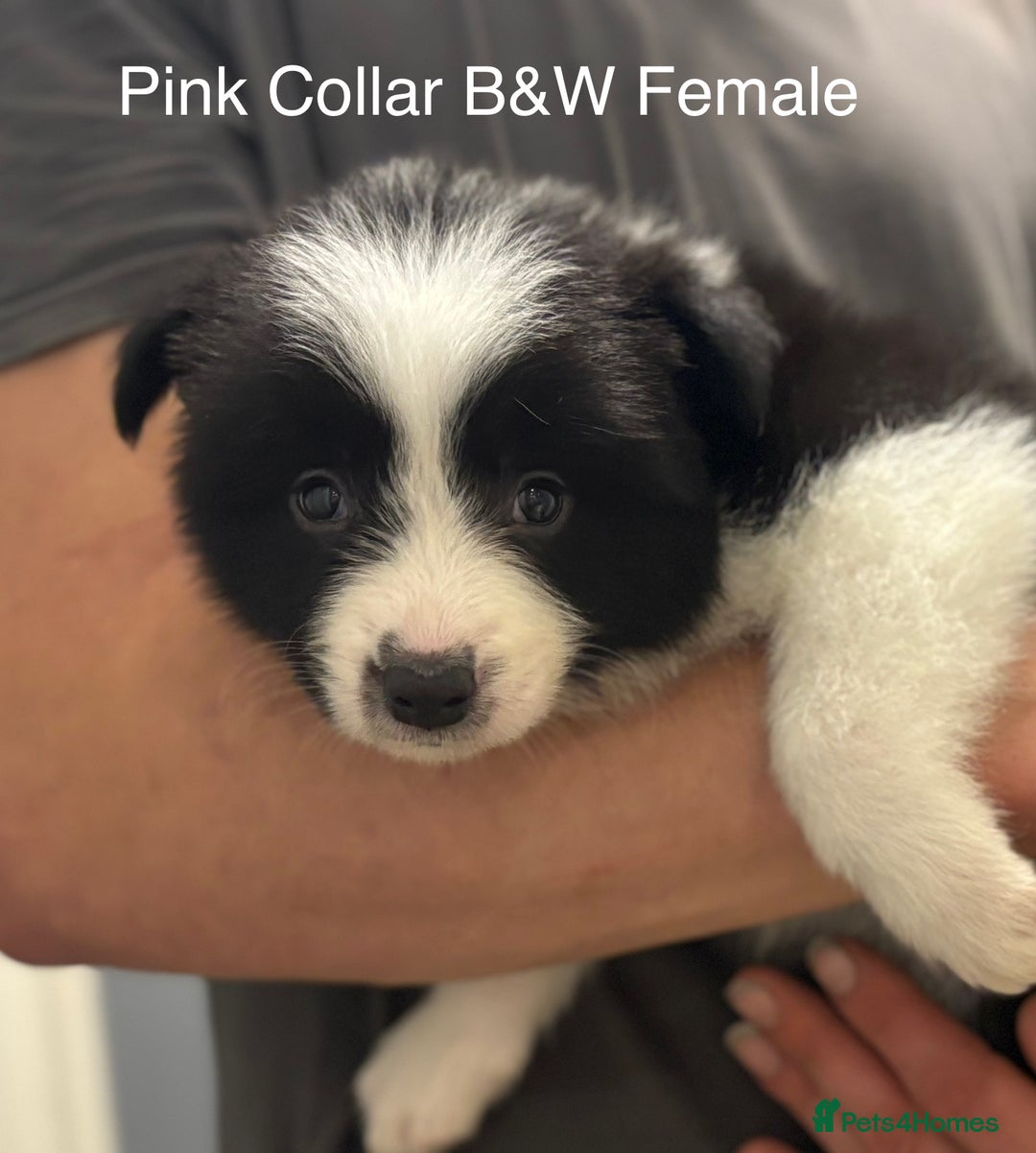 Border Collie dogs for sale: 9 Beautiful B&W & Merle Border Collie Puppies 🐶 - Image 7