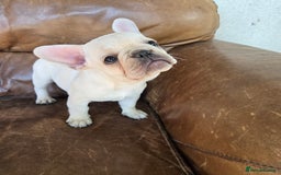 French Bulldog dogs for sale: REDUCED .... Fabulous joyful puppy for sale - Image 4