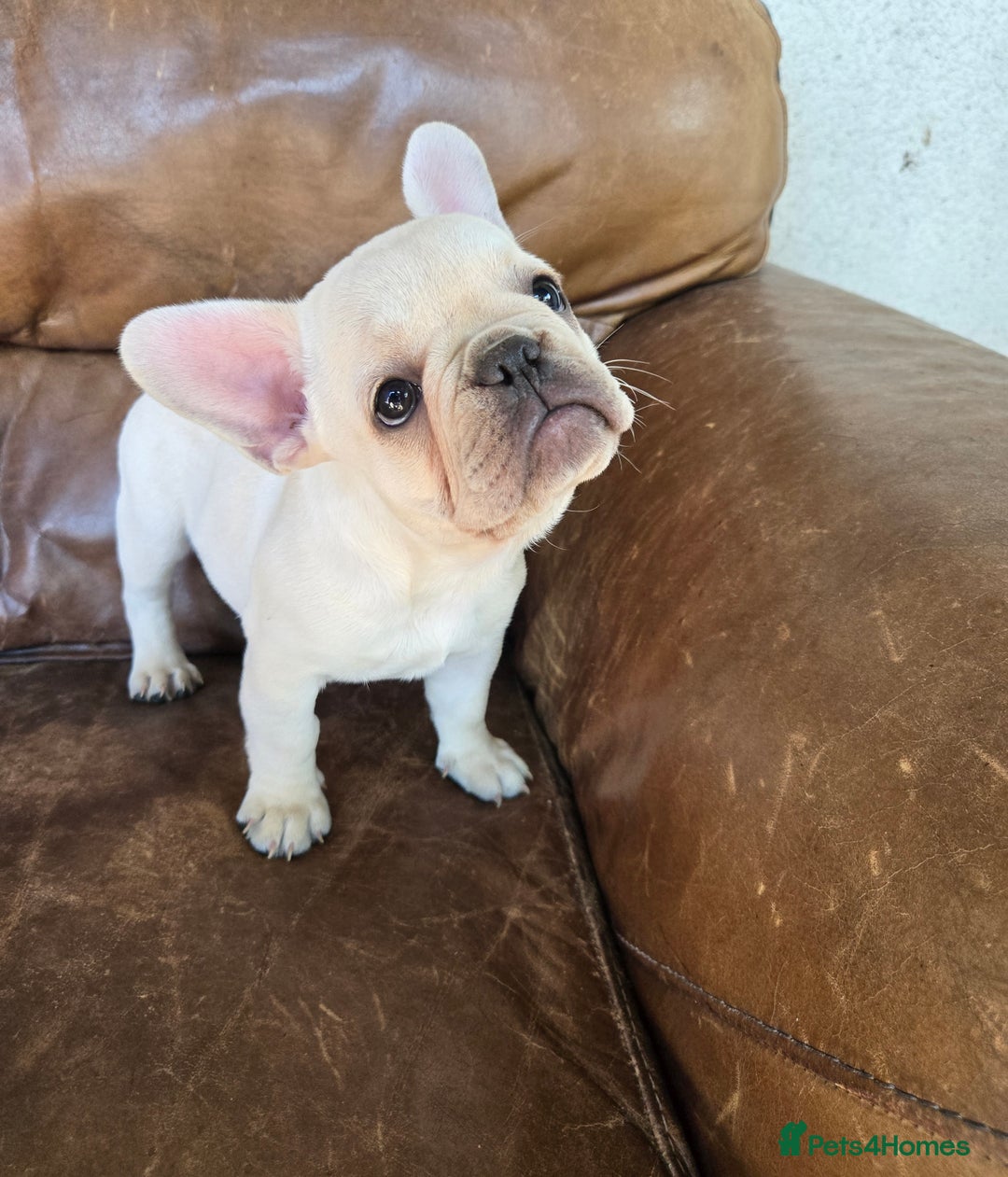 French Bulldog dogs for sale: REDUCED .... Fabulous joyful puppy for sale - Image 4