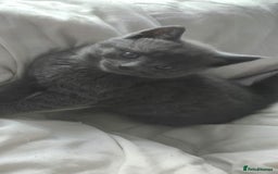 Russian Blue cats for sale: Gorgeous Russian Blue kittens - Image 8