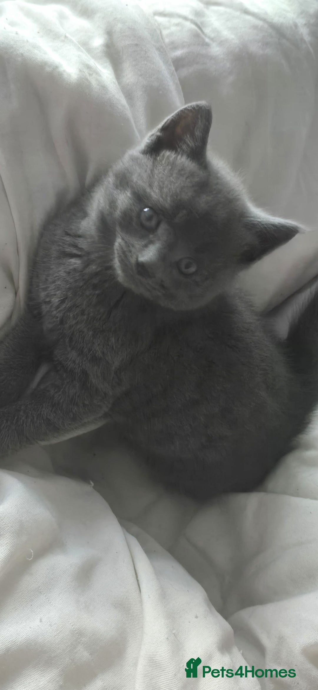 Russian Blue cats for sale: Gorgeous Russian Blue kittens - Image 8