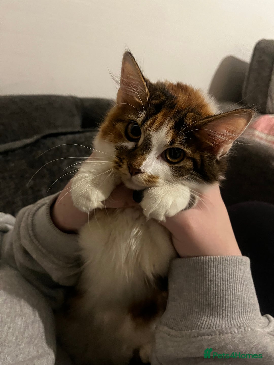 Mixed Breed cats for sale: female kittens. - Advert 6