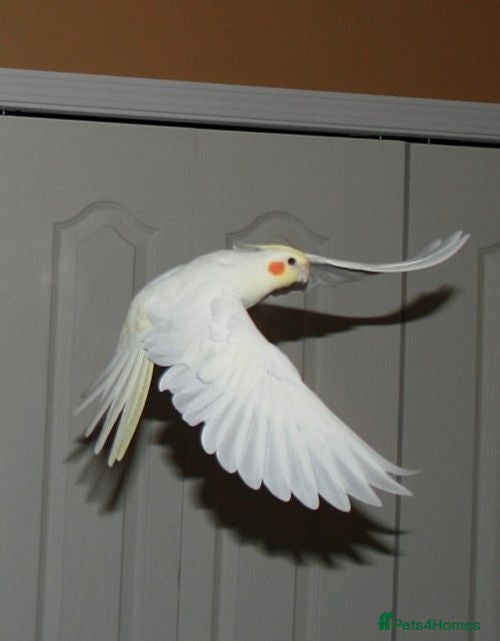 Cockatiels birds Cockatiels 🕊️ | White & Grey Available - Advert 2