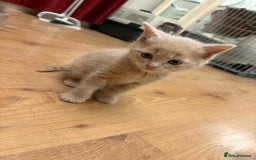 Mixed Breed cats for sale: beautiful kittens for sale - Image 7
