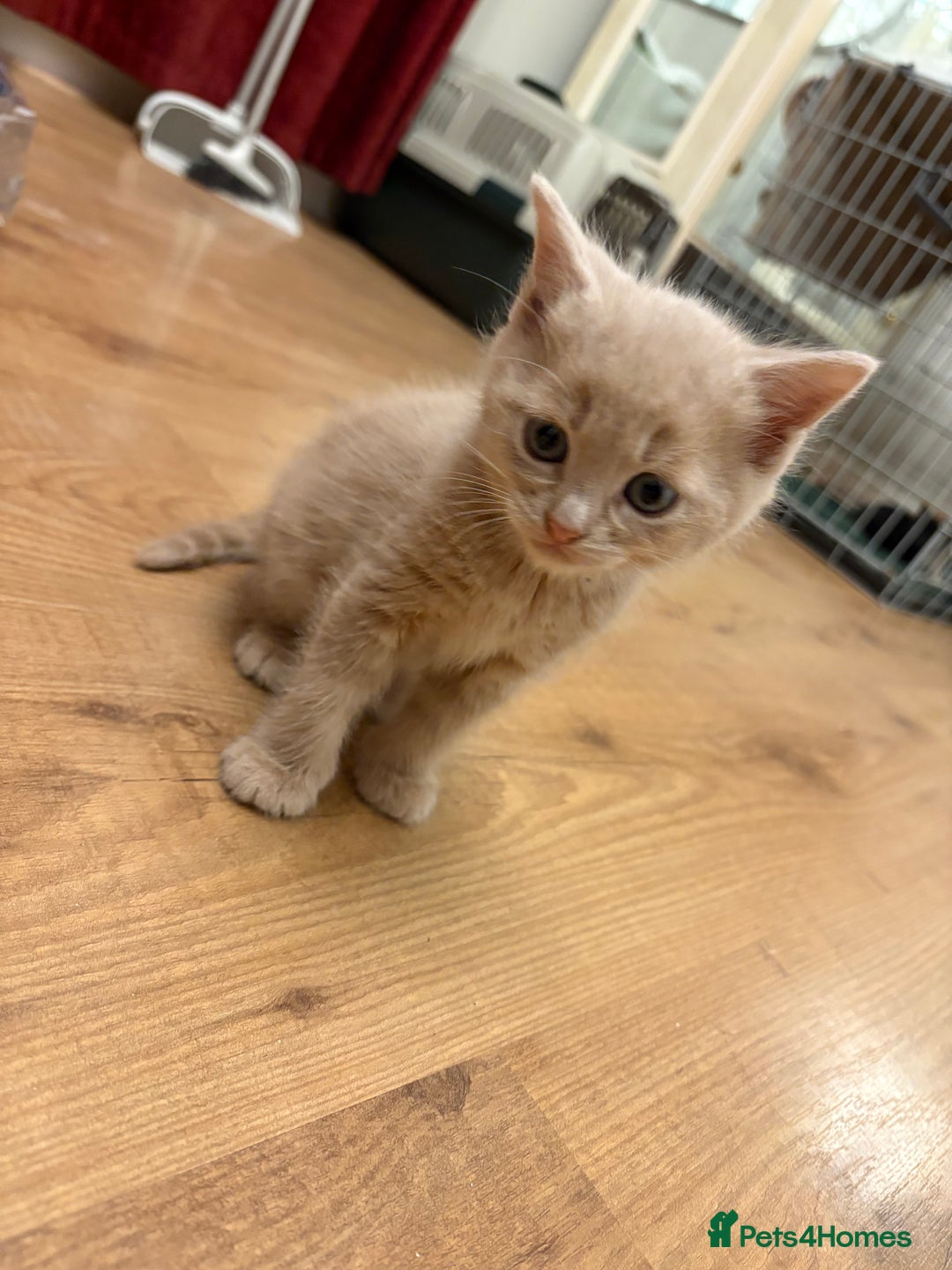 Mixed Breed cats for sale: beautiful kittens for sale - Image 7