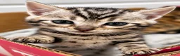 Bengal cats for sale: Stunning Silver Bengal Boy – TICA Reg Litter - Advert 3