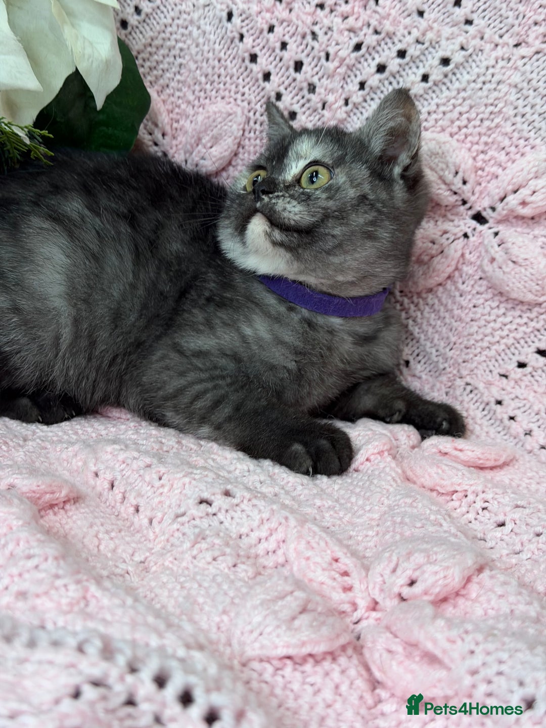 British Shorthair cats for sale: Adorable British sh silver shaded TICA - Advert 8