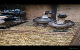Mixed Breed birds for sale: NE NE geese - Image 3