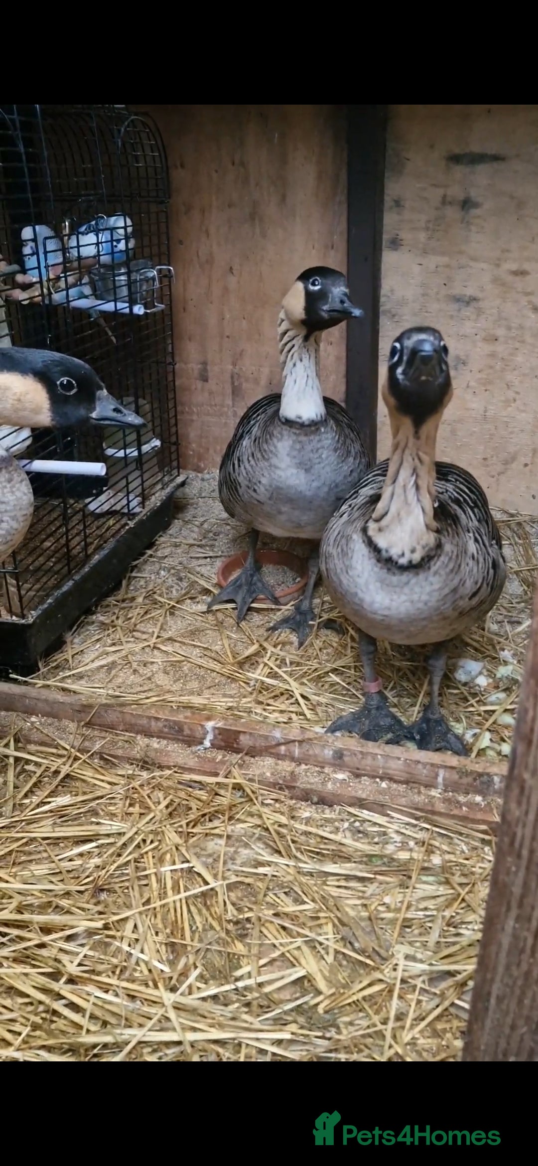 Mixed Breed birds for sale: NE NE geese - Image 3