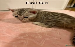 Bengal cats for sale: Pure Bengal Kittens Available  - Image 18