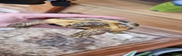 Tortoise reptiles for sale: 10 y old two Horsfield tortoises  - Advert 6