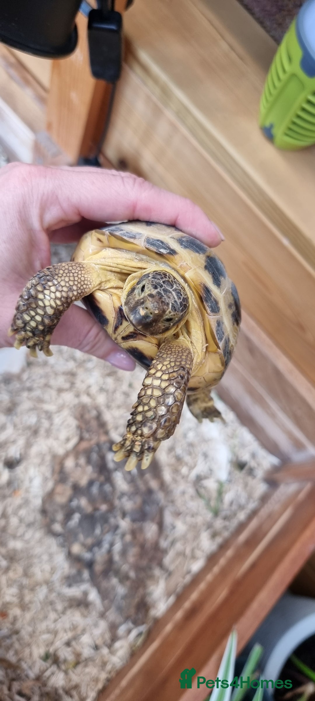 Tortoise reptiles for sale: 10 y old two Horsfield tortoises  - Advert 6