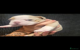 Olde English Bulldogge dogs for sale: Old English Bulldog Puppies - Image 15
