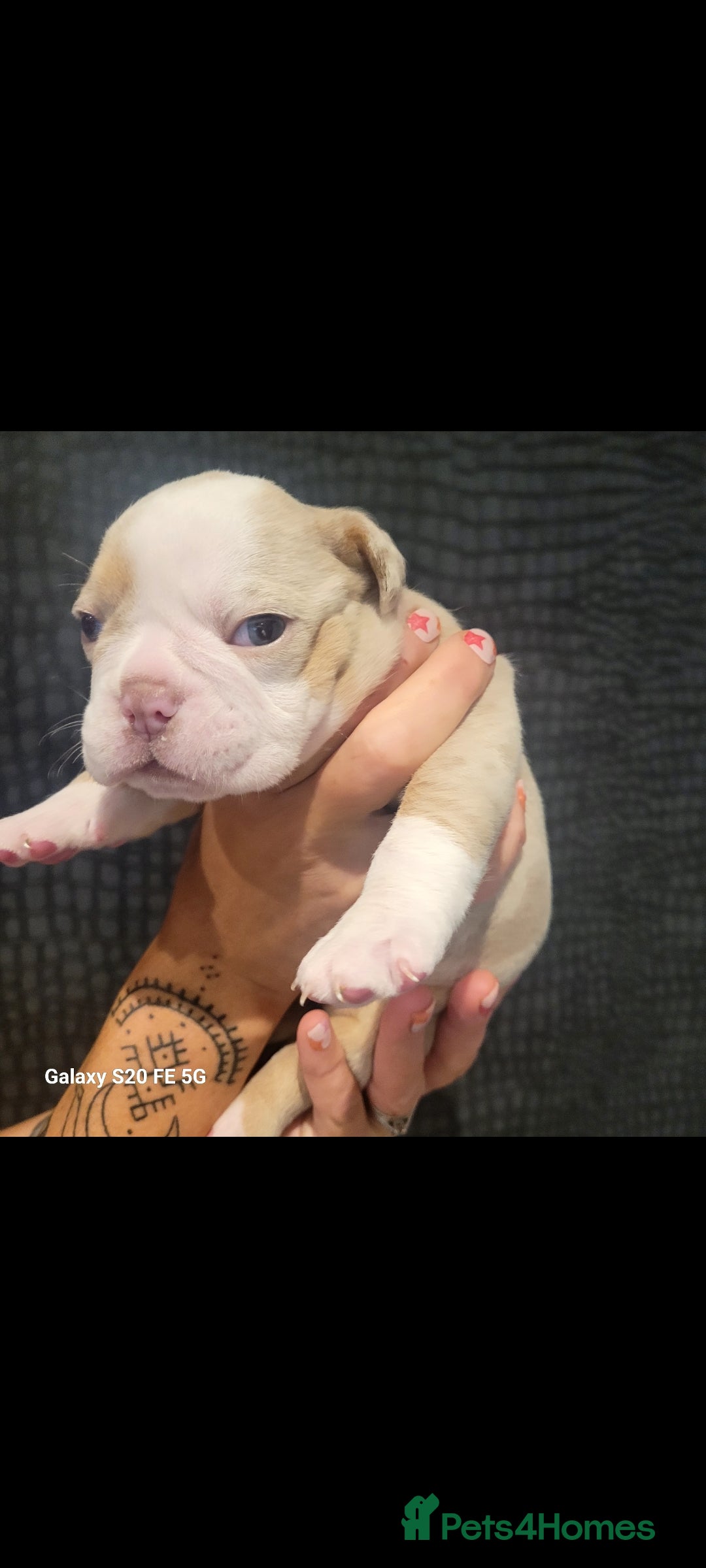 Olde English Bulldogge dogs for sale: Old English Bulldog Puppies - Image 15