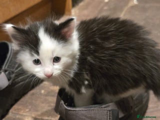 Mixed Breed cats 3 beautifully marked white/ black / ginger kittens - Advert 1