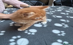 Mixed Breed cats for sale: Kittens available - females and males - Image 3