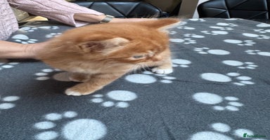 Mixed Breed cats - Advert 16