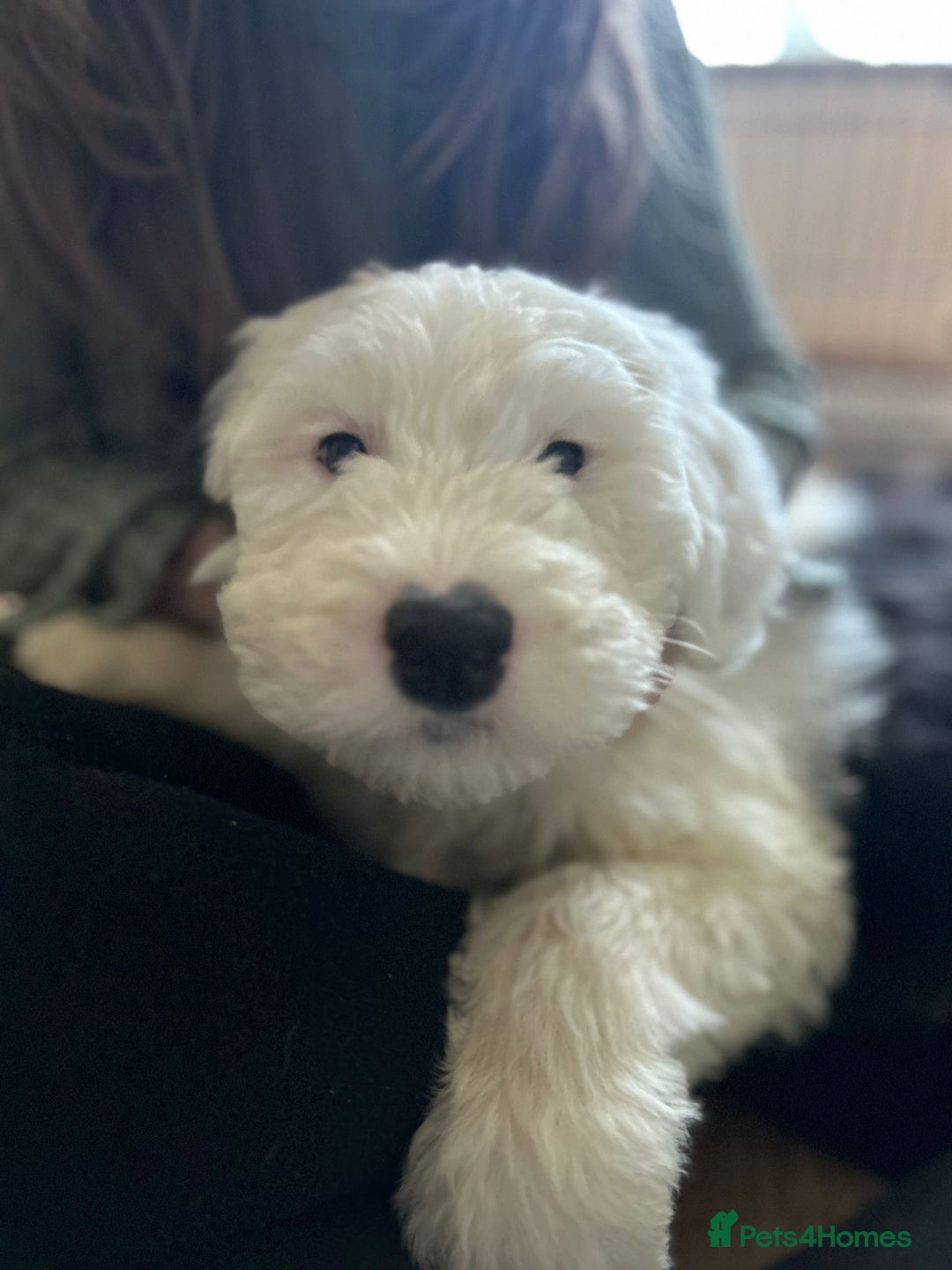 Old English Sheepdog dogs for sale: Kc Registered Old English Sheepdogs  - Advert 3