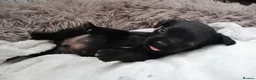 Mixed Breed dogs for sale: Labrador x Fluffy French Bulldog in Sudbury - Advert 5