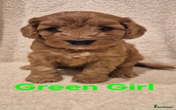 Cockapoo dogs for sale: Cockapoo Puppies!DNA tested parents! - Advert 7