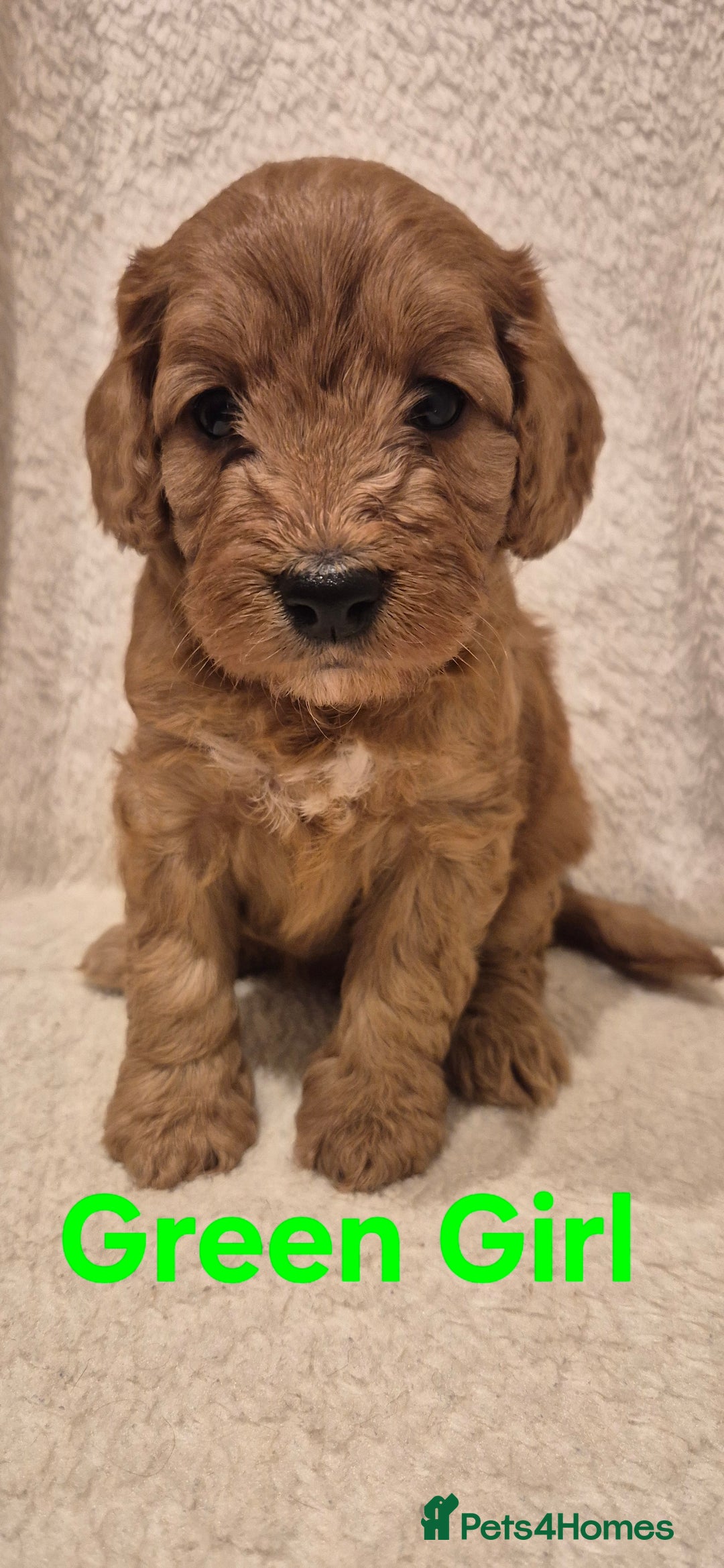 Cockapoo dogs for sale: Cockapoo Puppies!DNA tested parents! - Advert 7