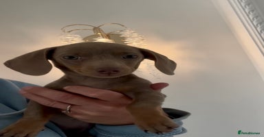 Miniature Dachshund dogs - Advert 10