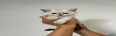 Scottish Fold 8